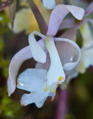 Epidendrum nicaraguense