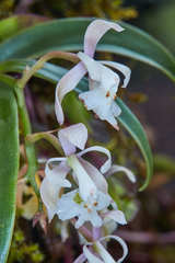 Epidendrum nicaraguense