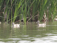 Marmaronetta angustirostris