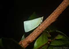 Colgaroides acuminata