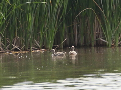 Marmaronetta angustirostris