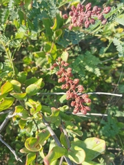 Stegnosperma cubense