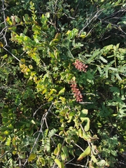 Stegnosperma cubense