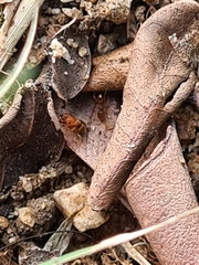 Pheidole rugosula