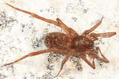 Agroeca ornata