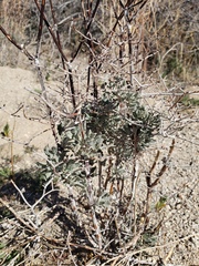 Eriogonum plumatella