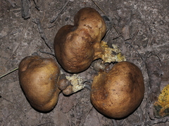 Scleroderma michiganense