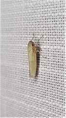 Cofana spectra