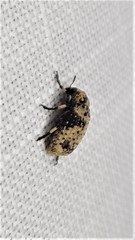 Euparius didymus