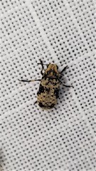 Euparius didymus