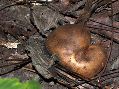 Scleroderma michiganense
