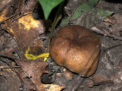 Scleroderma michiganense