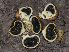Scleroderma michiganense