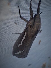 Abantiades hydrographus