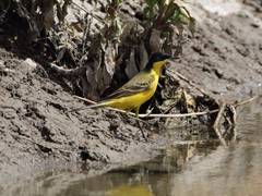 Motacilla flava feldegg