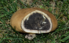 Scleroderma michiganense