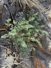 Cymopterus aboriginum
