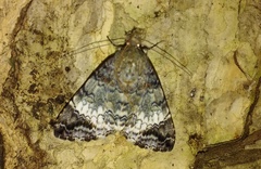 Coenipeta damonia