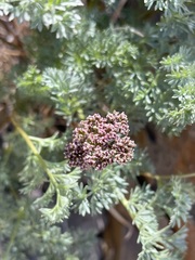 Cymopterus aboriginum