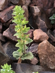 Veronica arvensis