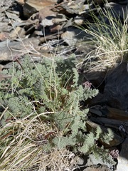 Cymopterus aboriginum