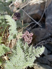Cymopterus aboriginum