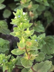 Veronica arvensis