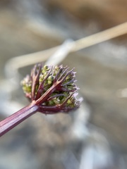 Cymopterus aboriginum