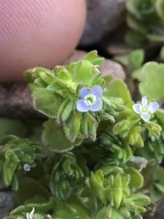 Veronica arvensis