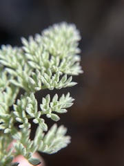 Cymopterus aboriginum