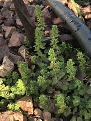 Veronica arvensis