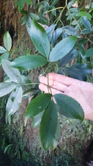 Pseudopanax macintyrei