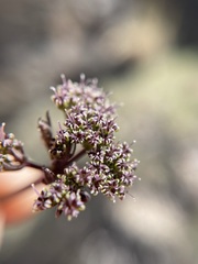 Cymopterus aboriginum