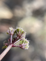 Cymopterus aboriginum