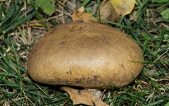 Scleroderma michiganense
