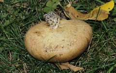 Scleroderma michiganense