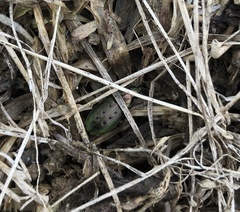 Agonum octopunctatum