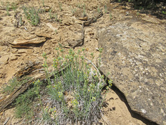 Oreocarya confertiflora