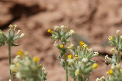 Oreocarya confertiflora
