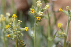 Oreocarya confertiflora