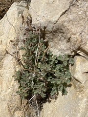 Phacelia perityloides