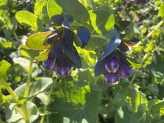 Cerinthe