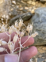Mentzelia oreophila
