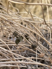 Perityle megalocephala