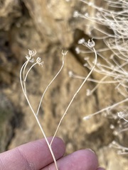 Perityle megalocephala