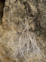 Brickellia longifolia multiflora