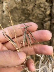 Brickellia longifolia multiflora