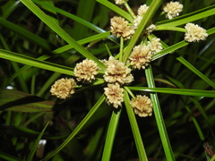 Cyperus luzulae