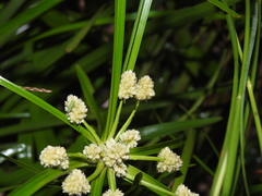 Cyperus luzulae