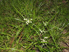 Cyperus luzulae